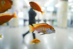 Aquarium